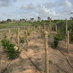 Export of produit – HaBraKaH